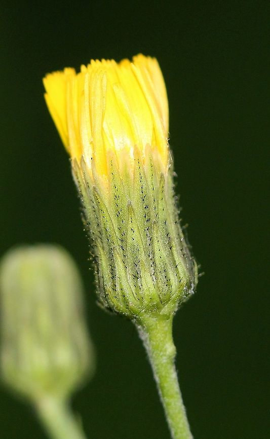 Hieracium umbellatum Flowerhead with petals and bracts. Geotagged,Hieracium canadense,Hieracium umbellatum,Summer,United States
