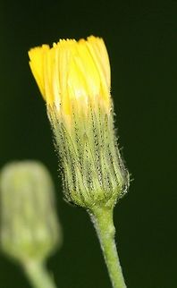 Hieracium umbellatum Flowerhead with petals and bracts. Geotagged,Hieracium canadense,Hieracium umbellatum,Summer,United States