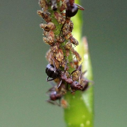 Chaitophorus populicola (poplar leaf aphid) Chaitophorus populicola on balsam poplar and being tended by ants. Chaitophorus populicola,Geotagged,Poplar leaf aphid,Summer,United States,ants,aphid,balsam poplar,poplar leaf aphid