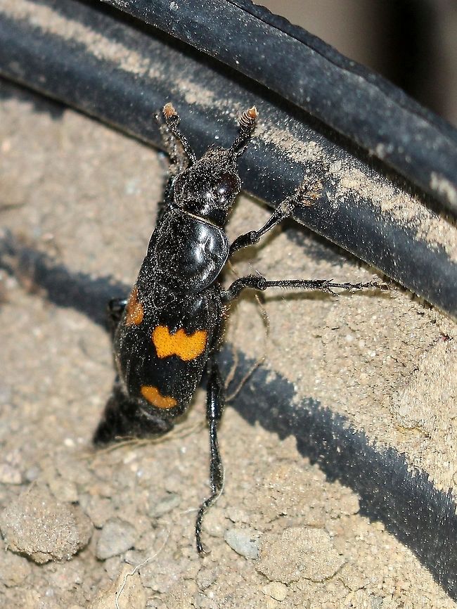 Nicrophorus orbicollis Attracted to a dead mouse placed in a soil-filled bucket. The beetles showed up less than 10 hours after placement and as with the previous mouse bait arrived at night.<br />
<br />
A useful guide to determining burying beetle species is &quot;An Illustrated Key to the Burying Beetles (Nicrophorus spp.) of Minnesota&quot;. <a href="https://static1.squarespace.com/static/56648ab9e4b08333d1fdda0d/t/58d584dad1758ef716690a41/1490388525912/MN-Burying-Beetles.pdf" rel="nofollow">https://static1.squarespace.com/static/56648ab9e4b08333d1fdda0d/t/58d584dad1758ef716690a41/1490388525912/MN-Burying-Beetles.pdf</a> Coleoptera,Geotagged,Nicrophorus orbicollis,Roundneck Sexton Beetle,Summer,United States,beetle,burying beetle,insect