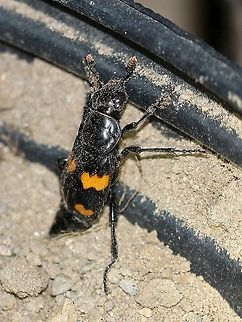 Nicrophorus orbicollis Attracted to a dead mouse placed in a soil-filled bucket. The beetles showed up less than 10 hours after placement and as with the previous mouse bait arrived at night.

A useful guide to determining burying beetle species is "An Illustrated Key to the Burying Beetles (Nicrophorus spp.) of Minnesota". https://static1.squarespace.com/static/56648ab9e4b08333d1fdda0d/t/58d584dad1758ef716690a41/1490388525912/MN-Burying-Beetles.pdf Coleoptera,Geotagged,Nicrophorus orbicollis,Roundneck Sexton Beetle,Summer,United States,beetle,burying beetle,insect