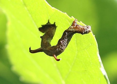 Nematocampa resistaria Nematocampa resistaria caterpillar feeding on leaves of green ash (Fraxinus pennsylvanica) Geotagged,Green Ash,Horned spanworm moth,Moth Week 2020,Nematocampa resistaria,Summer,United States,caterpillar,moth