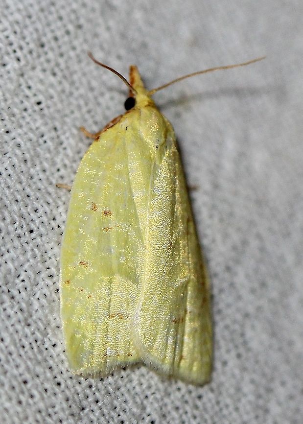 Cenopis pettitana  Geotagged,Lepidoptera,Moth Week 2020,Sparganothis pettitana,Summer,United States,insect,moth