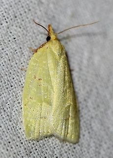 Cenopis pettitana  Geotagged,Lepidoptera,Moth Week 2020,Sparganothis pettitana,Summer,United States,insect,moth