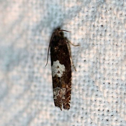 Epiblema benignatum  Epiblema benignatum,Geotagged,Lepidoptera,Moth Week 2020,Summer,United States,insect,moth