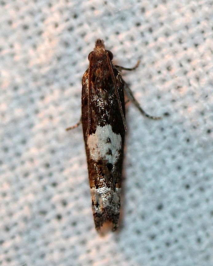 Epiblema benignatum  Epiblema benignatum,Geotagged,Lepidoptera,Moth Week 2020,Summer,United States,insect,moth