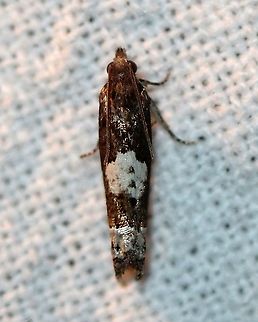 Epiblema benignatum  Epiblema benignatum,Geotagged,Lepidoptera,Moth Week 2020,Summer,United States,insect,moth