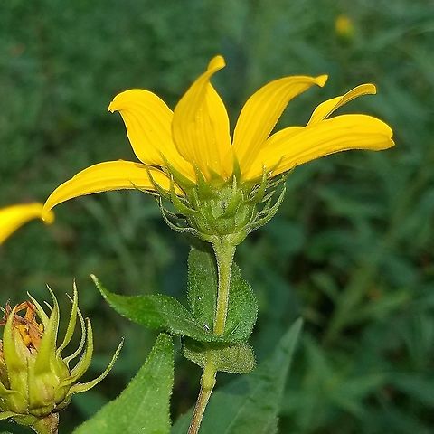 Helianthus strumosus (Woodland Sunflower) From a root/rhizome cutting collected in nearby Wisconsin some 20 years ago. This was planted near the edge of a windbreak where it has since expanded to cover about 100 square feet. Geotagged,Helianthus strumosus,Summer,United States,Woodland Sunflower,angiosperms,plant,sunflower