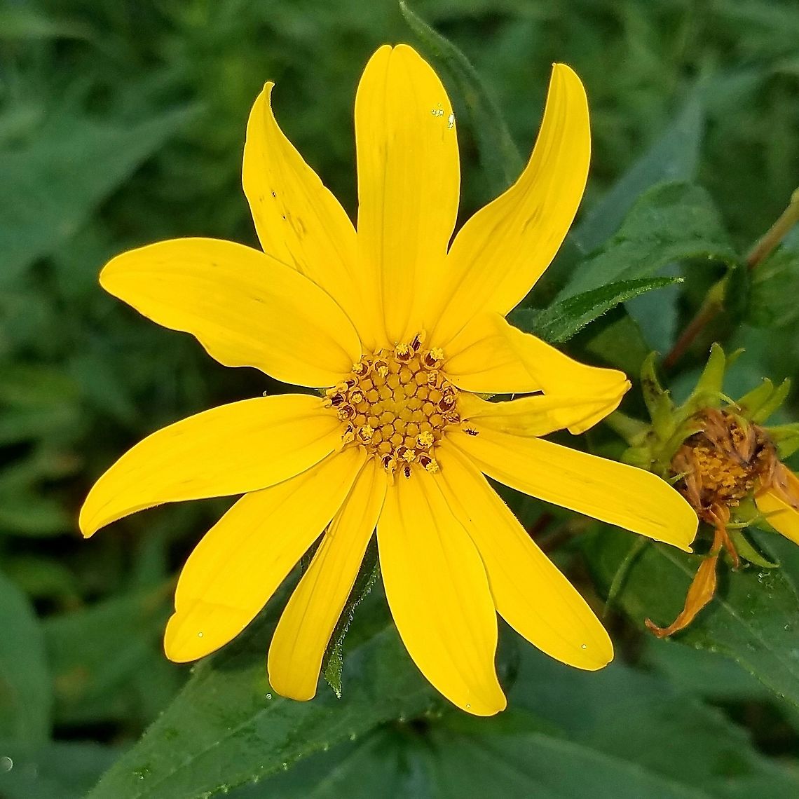 Helianthus strumosus (Woodland Sunflower) From a root/rhizome cutting collected in nearby Wisconsin some 20 years ago. This was planted near the edge of a windbreak where it has since expanded to cover about 100 square feet. Geotagged,Helianthus strumosus,Summer,United States,Woodland Sunflower,angiosperms,plant,sunflower