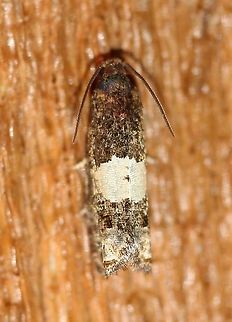 Epiblema glenni  Epiblema glenni,Geotagged,Lepidoptera,Spring,United States,insect,moth