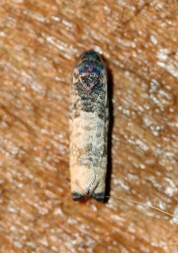 Epiblema obfuscana  Epiblema obfuscana,Geotagged,Lepidoptera,Spring,United States,insect,moth