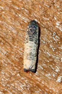 Epiblema obfuscana  Epiblema obfuscana,Geotagged,Lepidoptera,Spring,United States,insect,moth