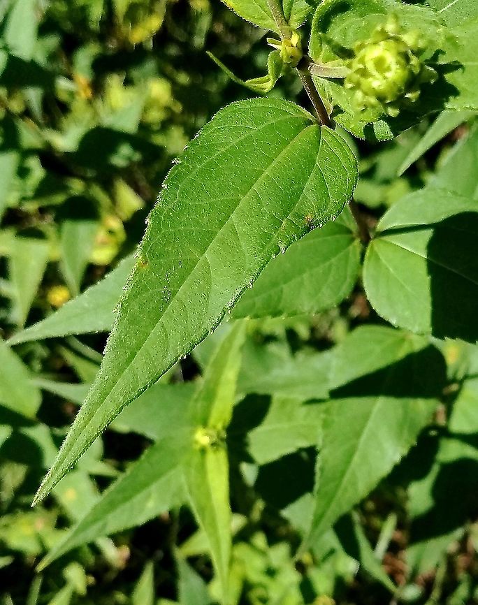 Helianthus strumosus (Woodland Sunflower) Detail of leaf Geotagged,Helianthus strumosus,Summer,United States,Woodland Sunflower,angiosperms,plant,sunflower