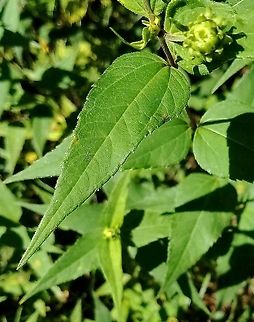 Helianthus strumosus (Woodland Sunflower) Detail of leaf Geotagged,Helianthus strumosus,Summer,United States,Woodland Sunflower,angiosperms,plant,sunflower