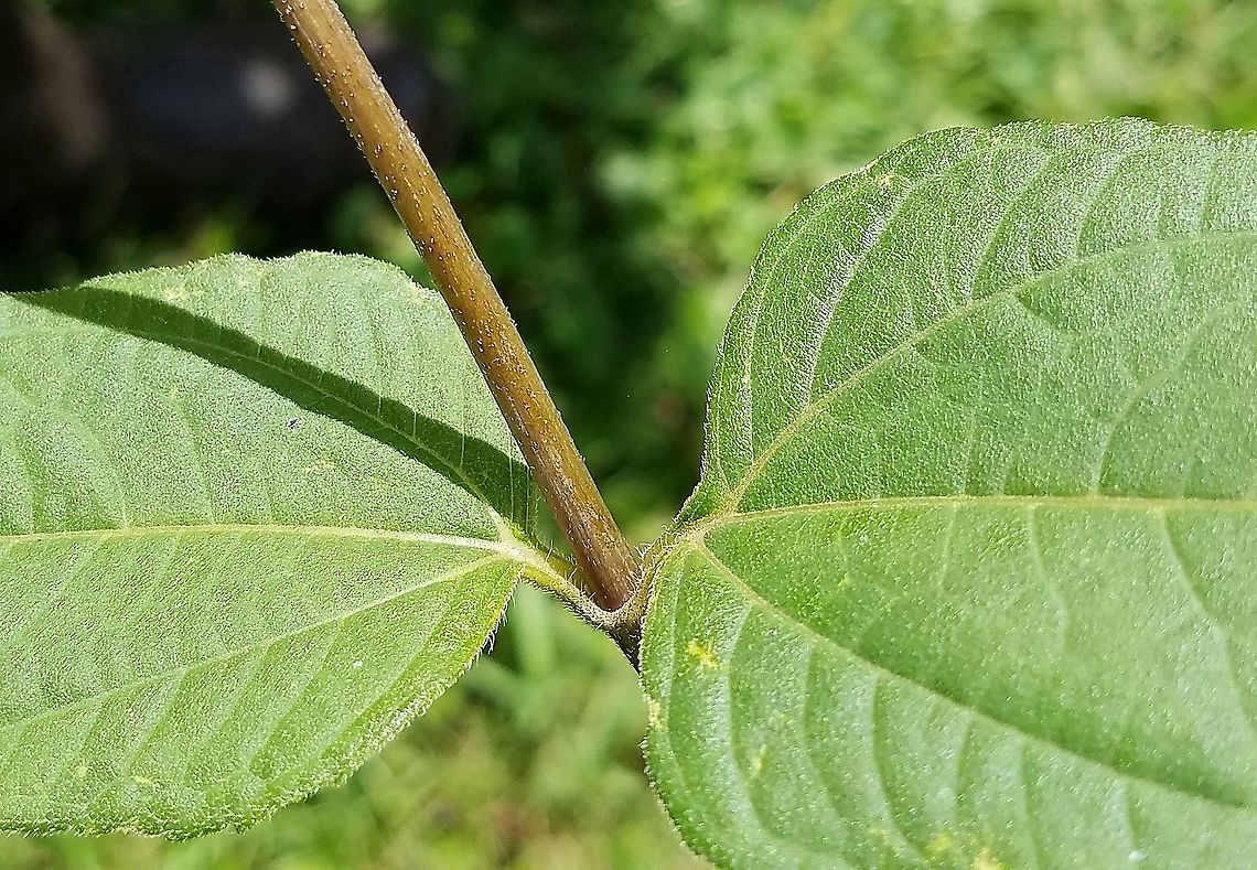 Helianthus strumosus (Woodland Sunflower) Detail of leaf attachment and stem Geotagged,Helianthus strumosus,Summer,United States,Woodland Sunflower,angiosperms,plant,sunflower
