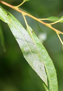 Salix petiolaris (meadow willow)  Geotagged,Meadow Willow,Salix petiolaris,Summer,United States