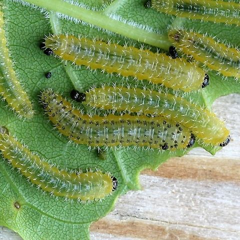 Eupareophora parca (spiny ash sawfly) Larvae of Eupareophora parca, spiny ash sawfly, feeding green ash leaves. Eupareophora parca,Geotagged,Spiny Ash Sawfly,Spring,United States,green ash,sawfly,spiny ash sawfly