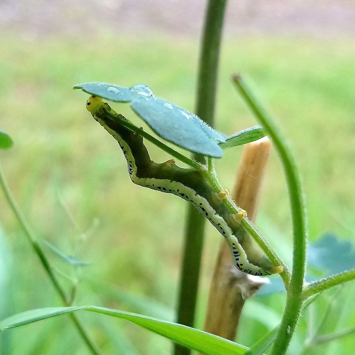 Calyptra canadensis Calyptra canadensis larva feeding on tall meadowrue (Thalictrum dasycarpum). Calyptra canadensis,Canadian owlet,Geotagged,Lepidoptera,Spring,Thalictrum dasycarpum,United States,caterpillar,insect,moth,tall meadowrue