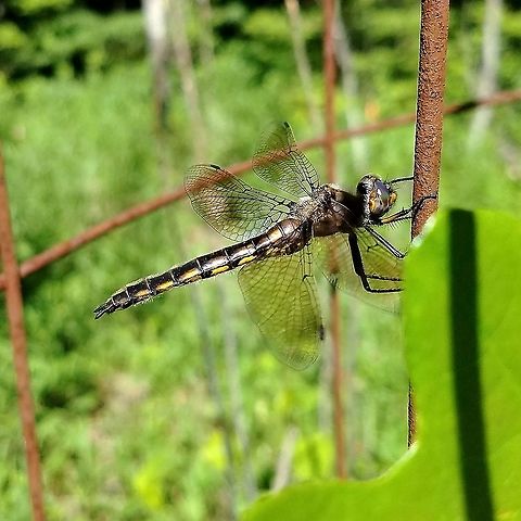 Tetragoneuria (Epitheca) cynosaura  Common baskettail,Epitheca cynosura,Geotagged,Spring,United States,dragonfly,odonata