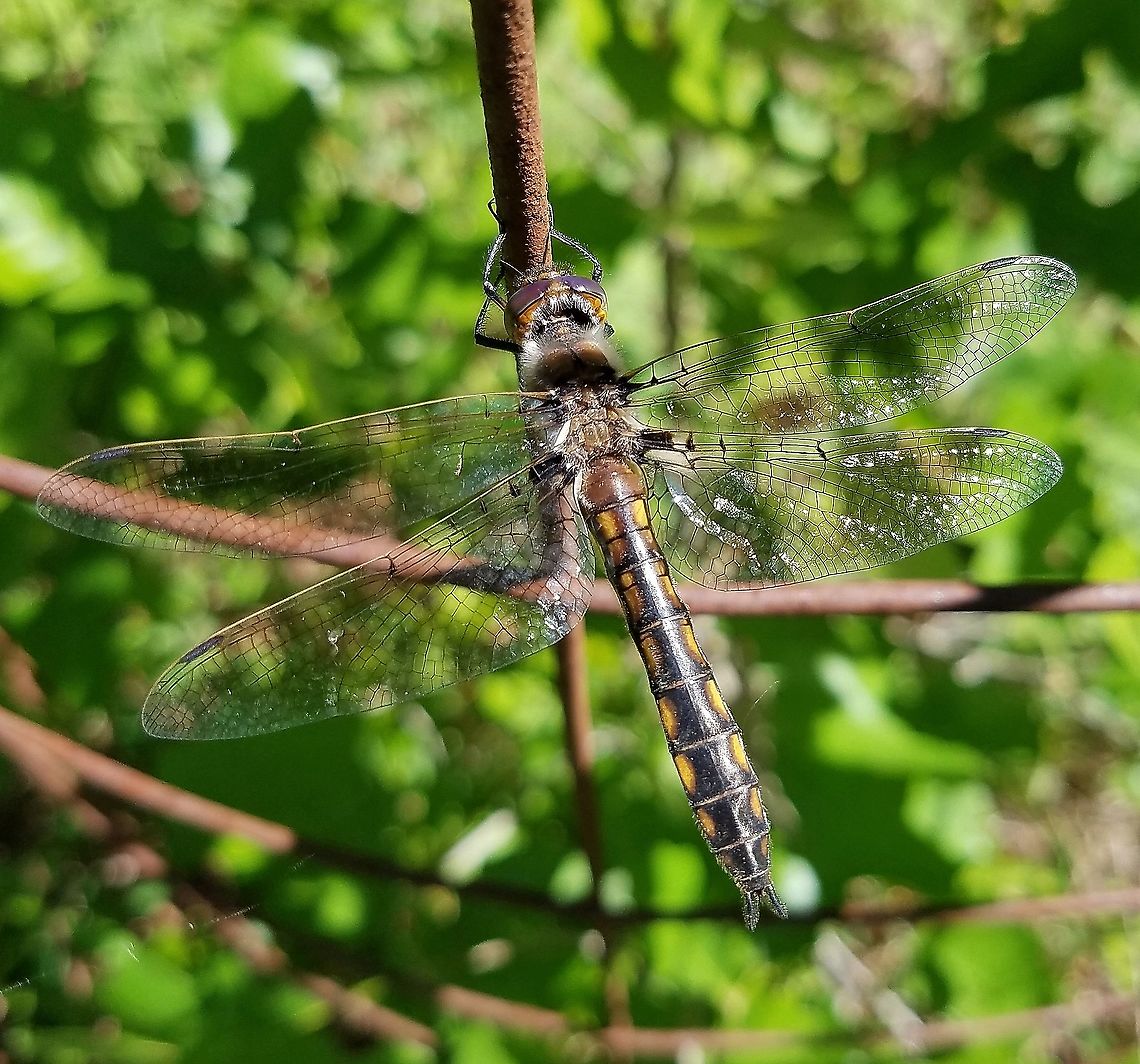 Tetragoneuria (Epitheca) cynosaura  Common baskettail,Epitheca cynosura,Geotagged,Odonata,Spring,United States,dragonfly