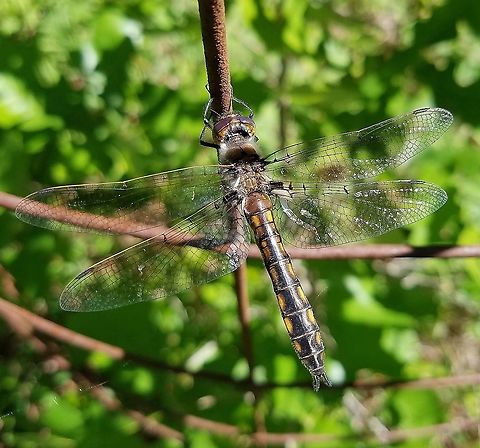 Tetragoneuria (Epitheca) cynosaura  Common baskettail,Epitheca cynosura,Geotagged,Odonata,Spring,United States,dragonfly