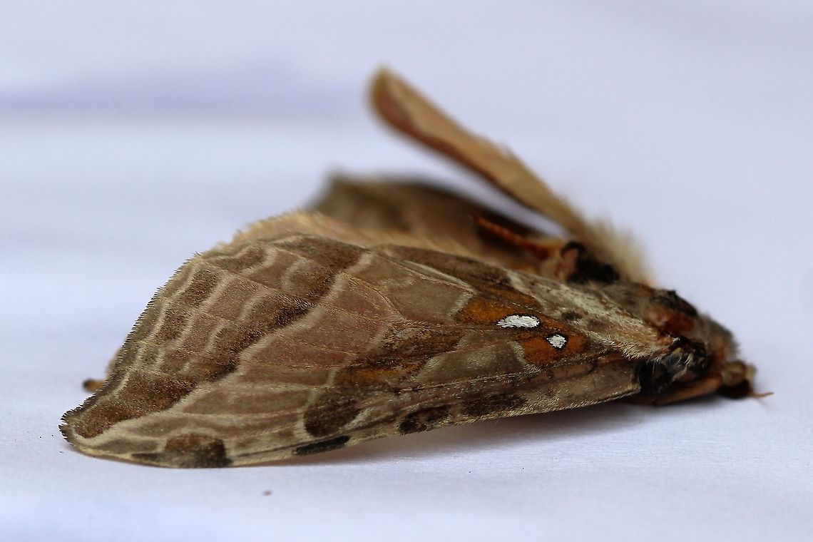 Sthenopis argenteomaculatus (silver-spotted ghost moth) Sadly this moth was dead when I found it. The species is uncommon and larval development can take two years. Geotagged,Hepialidae,Lepidoptera,Silver-spotted ghost moth,Sthenopis argenteomaculatus,Summer,United States,insect,moth,silver-spotted ghost moth