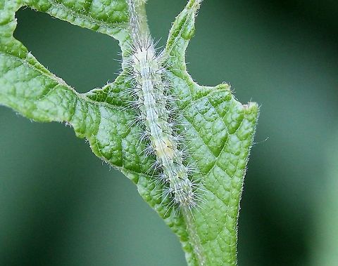 Oidaematophorus eupatorii Feeding on leaves of joe-pye-weed (Eupatorium purpureum). For years I had seen my Eupatorium purpureum leaves turned in to green Swiss cheese. Now I know the culprit but that is why I grow the plants I do. Eupatorium purpureum,Geotagged,Joe Pye Plume,Oidaematophorus eupatorii,Summer,United States,caterpillar,insect,lepidoptera,moth