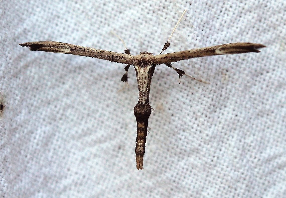 Oidaematophorus eupatorii  Geotagged,Joe Pye Plume,Oidaematophorus eupatorii,Summer,United States,caterpillar,insect,lepidoptera,moth