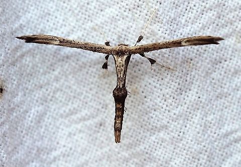Oidaematophorus eupatorii  Geotagged,Joe Pye Plume,Oidaematophorus eupatorii,Summer,United States,caterpillar,insect,lepidoptera,moth