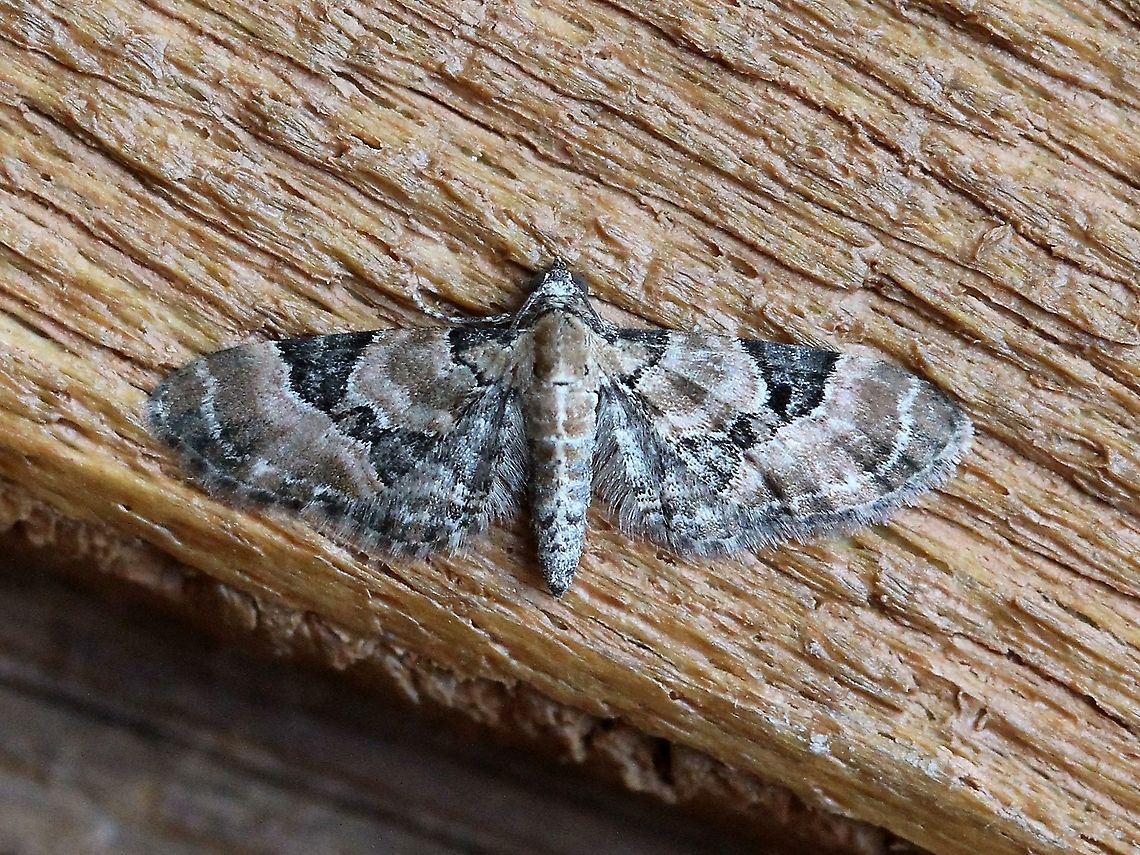 Eupithecia bowmani  Eupithecia bowmani,Geotagged,Lepidoptera,Spring,United States,moth