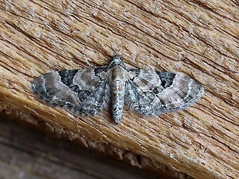 Eupithecia bowmani  Eupithecia bowmani,Geotagged,Lepidoptera,Spring,United States,moth