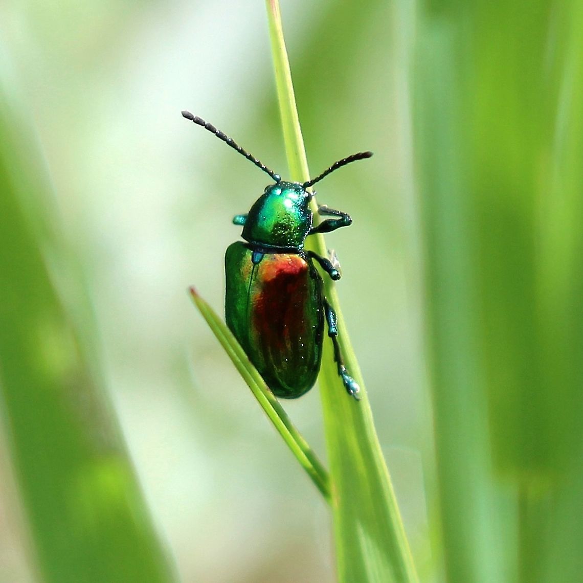 Chrysochus auratus Found in a patch of Apocynum sibiricum. Apocynum sibiricum,Chrysochus auratus,Coleoptera,Dogbane Beetle,Dogbane beetle,Geotagged,Summer,United States,beetle,insect,iridescent