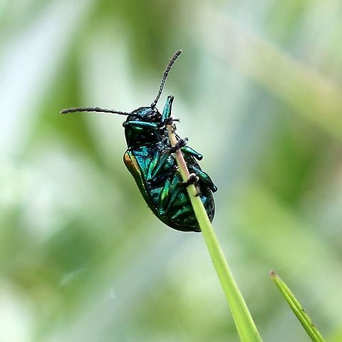 Chrysochus auratus Found in a patch of Apocynum sibiricum. Apocynum sibiricum,Chrysochus auratus,Coleoptera,Dogbane Beetle,Dogbane beetle,Geotagged,Summer,United States,beetle,insect,iridescent