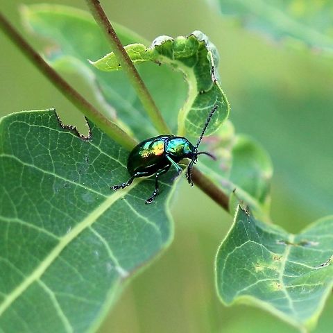 Chrysochus auratus In a patch of Apocynum androsaemifolium. Apocynum androsaemifolium,Chrysochus auratus,Dogbane beetle,Geotagged,Summer,United States,coleoptera,dogbane,dogbane beetle,insect,iridescent