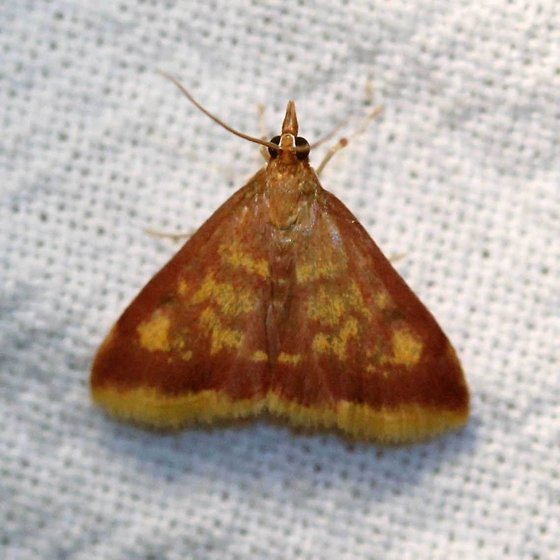 Pyrausta acrionalis  Crambidae,Geotagged,Lepidoptera,Pyrausta acrionalis,Summer,United States,insect,mint-loving pyrausta,moth,orange moth