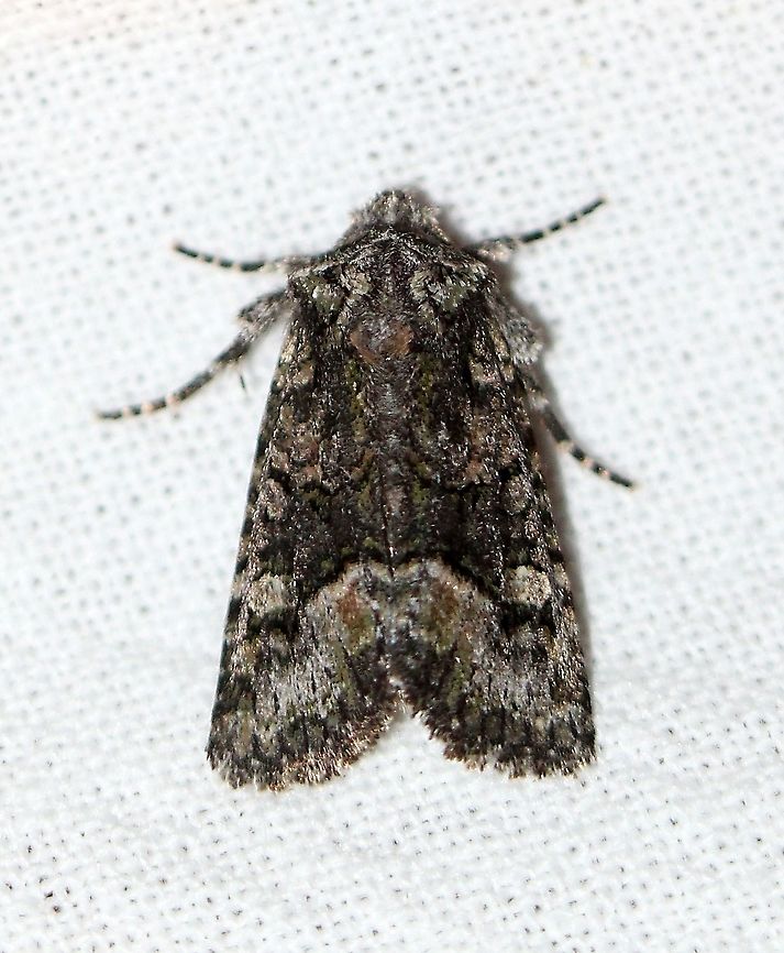 Lacinipolia olivacea  Geotagged,Lacinipolia olivacea,Summer,United States