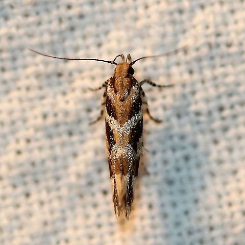 Aristotelia roseosuffusella I think this might be Aristotelia roseosuffusella not Aristotelia fungivorella as I originally identified it in 2020. Aristotelia fungivorella,Aristotelia roseosuffusella,Geotagged,Lepidoptera,Summer,United States,insect,moth
