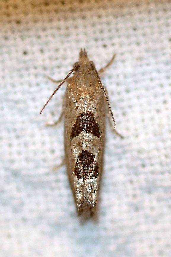 Eucosma tomonana  Aster-head Eucosma Moth,Eucosma tomonana,Geotagged,Summer,United States