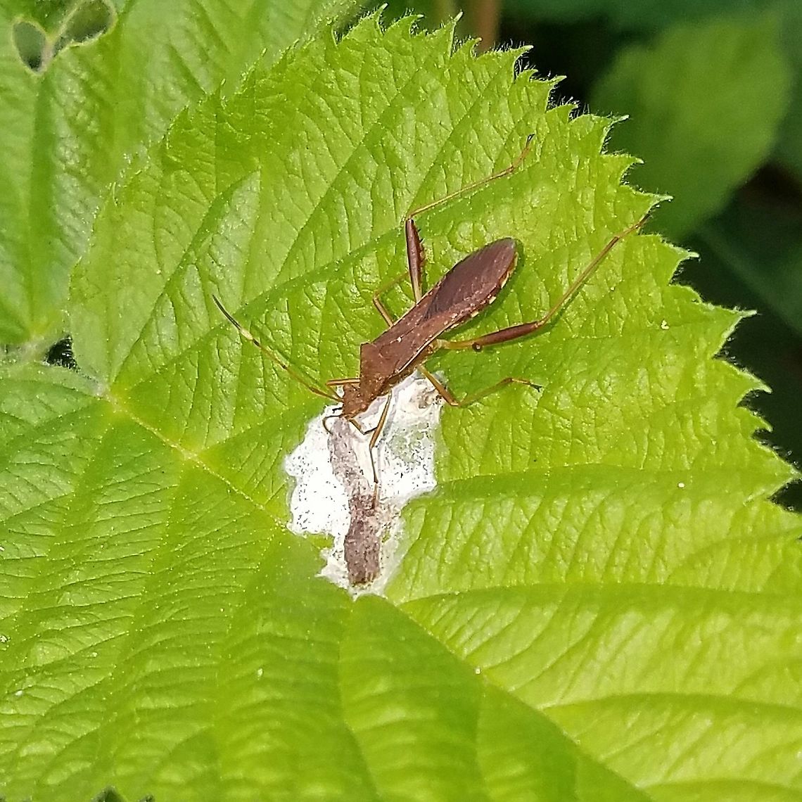 Megalotomus quinquespinosus feeding on bird dropping Normally a seed-eating bug, Megalotomus quinquespinosus is one of several species of Hemiptera that utilize dung and carrion as sources of nutrients.<br />
<br />
Peter H. Adler and A. G. Wheeler, Jr. (1984). Extra-Phytophagous Food Sources of Hemiptera-Heteroptera: Bird Droppings, Dung, and Carrion.  Journal of the Kansas Entomological Society , Jan., 1984, Vol. 57, No. 1 (Jan.,<br />
1984), pp. 21-27. Geotagged,Hemiptera,Lupine Bug,Megalotomus quinquespinosus,Summer,United States,bug,coprophagy,insect