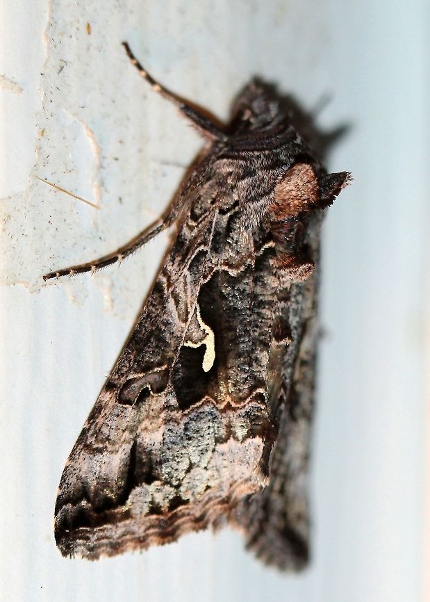 Autographa californica I posted this at BAMONA where they determined it to be Autographa californica. Looking over the photos there and elsewhere I agree so I have changed the id from Autographa pseudogamma to Autographa californica. Autographa californica,Autographa pseudogamma,Geotagged,Lepidoptera,Noctuidae,Summer,United States,insect,moth