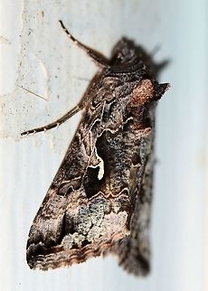 Autographa californica I posted this at BAMONA where they determined it to be Autographa californica. Looking over the photos there and elsewhere I agree so I have changed the id from Autographa pseudogamma to Autographa californica. Autographa californica,Autographa pseudogamma,Geotagged,Lepidoptera,Noctuidae,Summer,United States,insect,moth