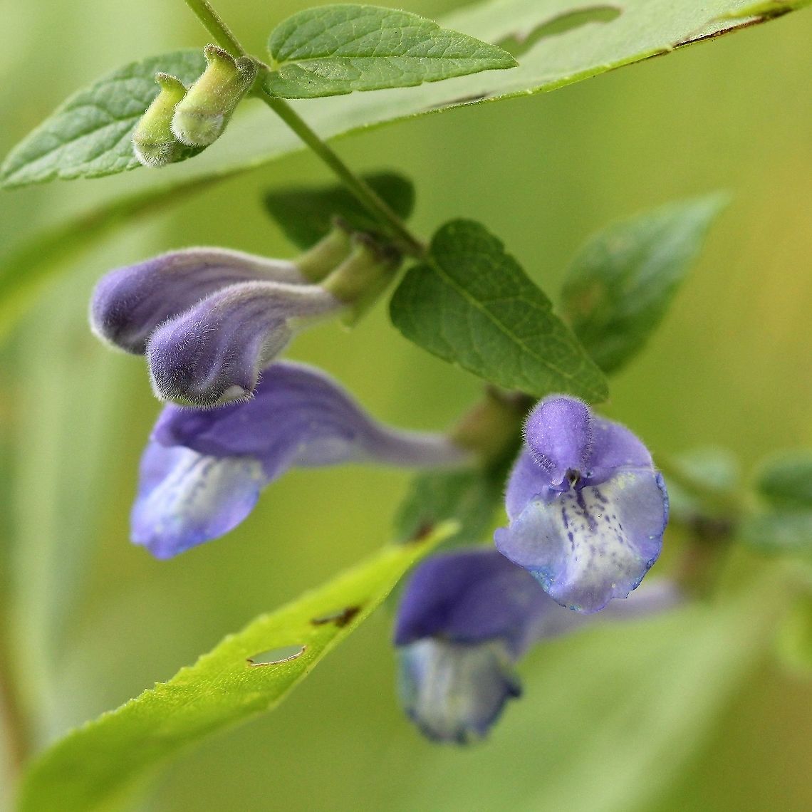 Scutellaria galericulata (Marsh Skullcap) Found in a shrub carr. Geotagged,Lamiaceae,Marsh Skullcap,Scutellaria galericulata,Summer,United States