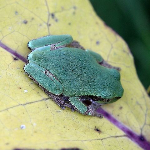 Hyla versicolor Resting on a yellowed leaf of a milkweed plant. Geotagged,Gray treefrog,Hyla versicolor,Summer,United States,amphibian,animal,frog
