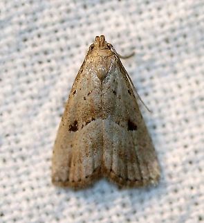 Hypenodes fractilinea  Broken-line hypenodes,Geotagged,Hypenodes fractilinea,Lepidoptera,Summer,United States,erebidae,insect,moth