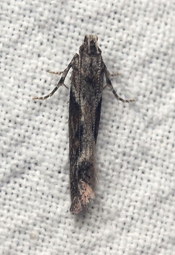 Gnorimoschema gallaesolidaginis  Geotagged,Gnorimoschema gallaesolidaginis,Goldenrod gall moth,Lepidoptera,Summer,United States,insect,moth