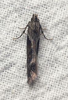 Gnorimoschema gallaesolidaginis  Geotagged,Gnorimoschema gallaesolidaginis,Goldenrod gall moth,Lepidoptera,Summer,United States,insect,moth