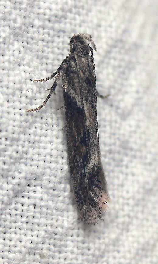 Gnorimoschema gallaesolidaginis  Geotagged,Gnorimoschema gallaesolidaginis,Goldenrod gall moth,Lepidoptera,Summer,United States,insect,moth