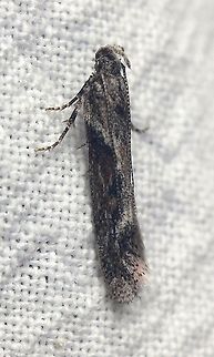 Gnorimoschema gallaesolidaginis  Geotagged,Gnorimoschema gallaesolidaginis,Goldenrod gall moth,Lepidoptera,Summer,United States,insect,moth