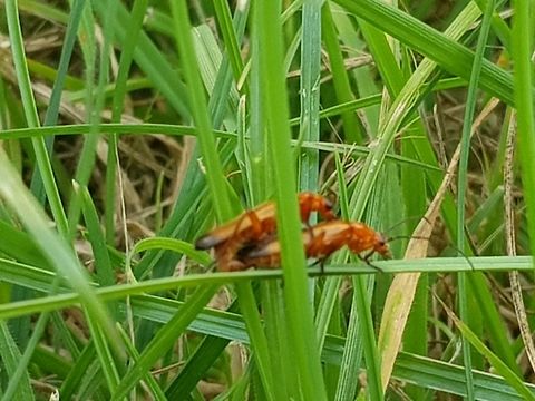 Soldier beetles mating, UK  Common red soldier beetle,Geotagged,Rhagonycha fulva,Summer,United Kingdom