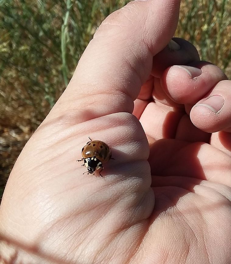 Anatis rathvoni I found this &quot;little&quot; fella on a sweet clover in Trinity County California.   July 25, 2018. Shasta Trinity National Forest.  Im trying to get a proper ID.   Thank you Anatis,Anatis rathvoni,California,Coccinellidae,Coccinellinae,Geotagged,Summer,Trinity,United States